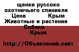 щенки руссоко охотничьего спаниеля › Цена ­ 5 000 - Крым Животные и растения » Собаки   . Крым